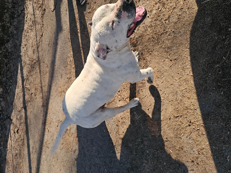 Pes – Levice